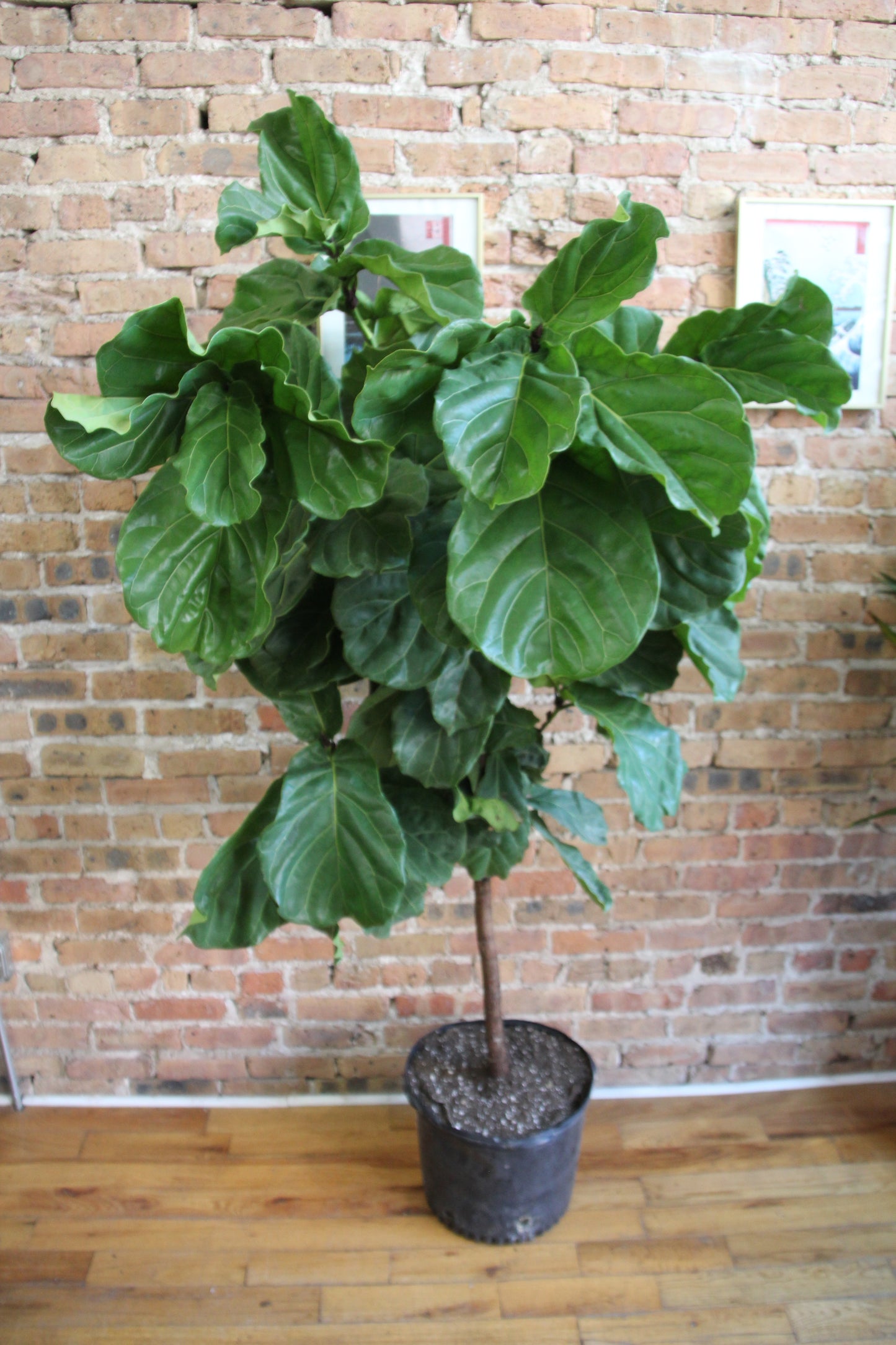 Ficus Lyrata 'Fiddle Leaf Fig'