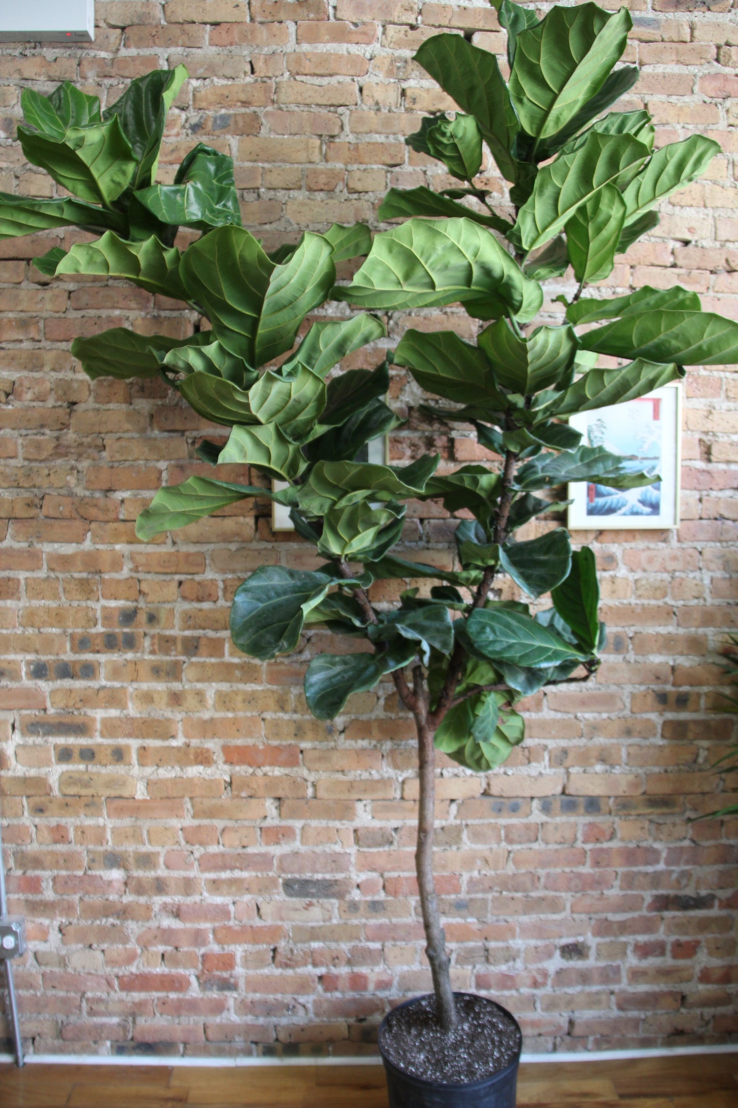 Ficus Lyrata 'Fiddle Leaf Fig'