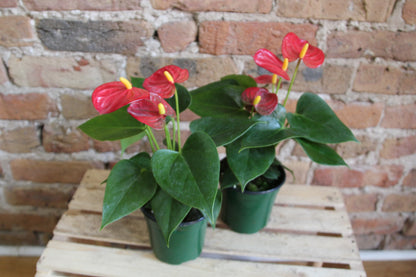 anthurium galeotti Anthurium Laceleaf – Chicago Plants