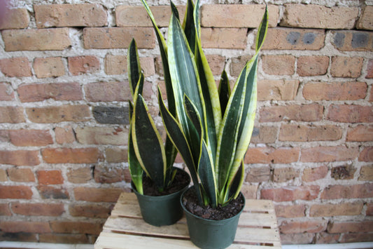 Sansevieria Black Gold