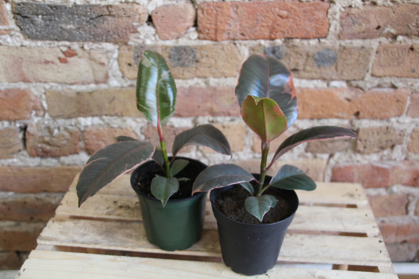 Ficus Elastica Ruby