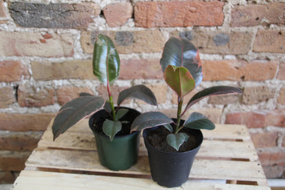 Ficus Elastica Ruby