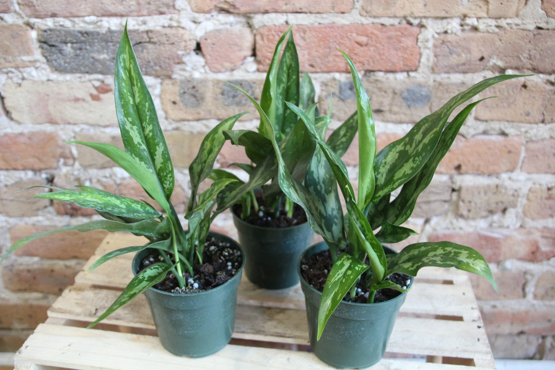 Aglaonema Maria – Chicago Plants