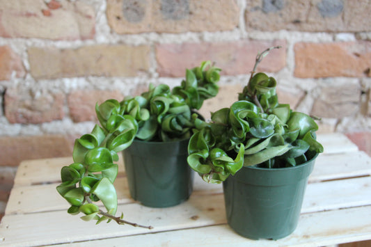 Hoya Hindu Rope