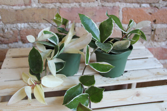 Hoya Carnosa Variegata