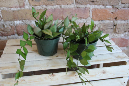 Hoya Lacunosa