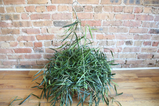 Hoya Kentiana Basket