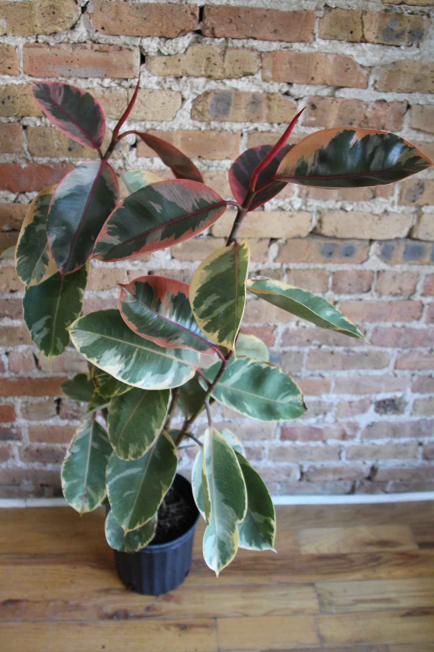 Ficus Tineke