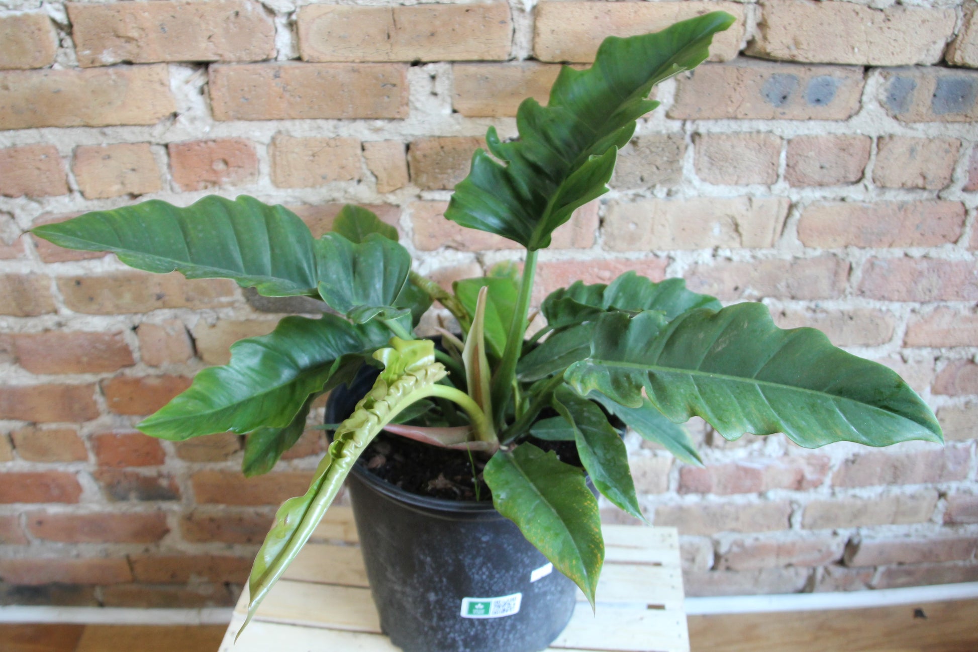 jungle boogie philodendron Philodendron Jungle Boogie – Chicago Plants