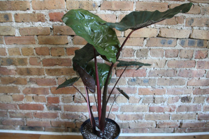 Alocasia Yucatan