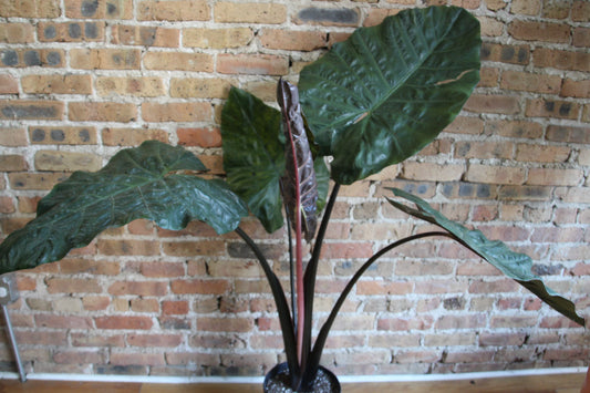 Alocasia Yucatan