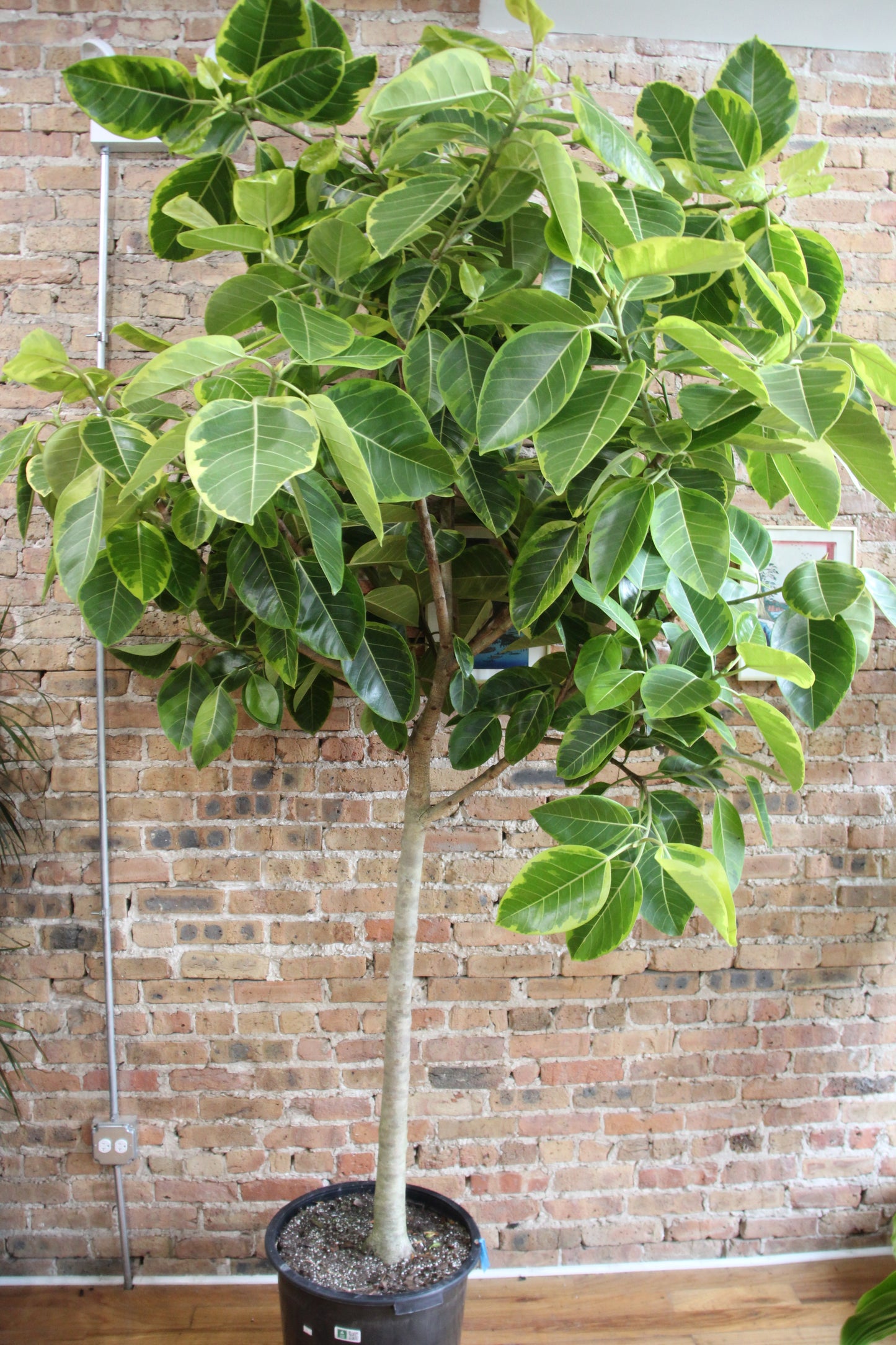 Ficus Altissima