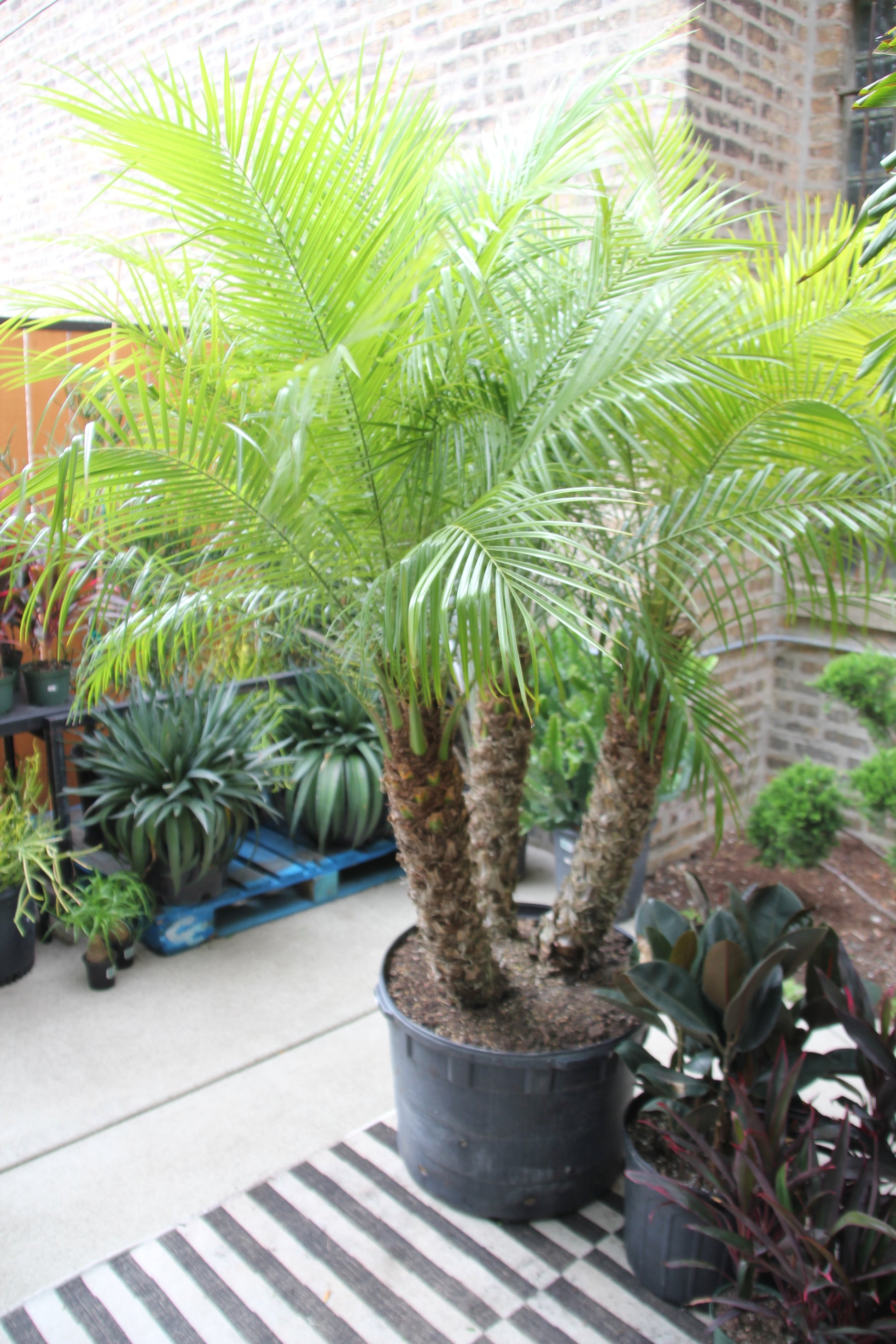 palm robellini plant Robellini 'Pygmy Date' Palm – Chicago Plants