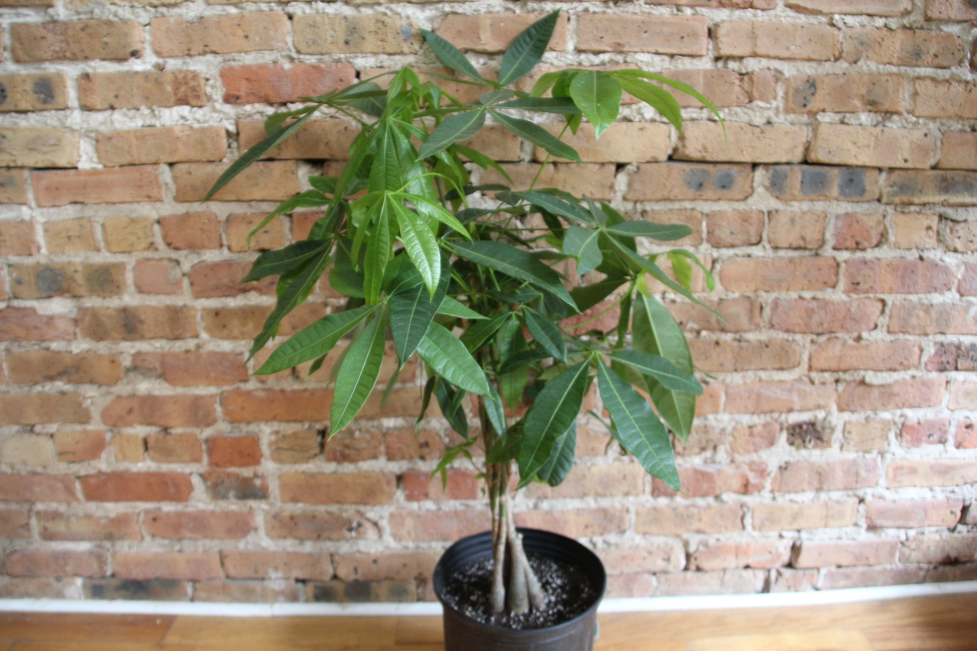 money tree plant chicago il Money Tree – Chicago Plants