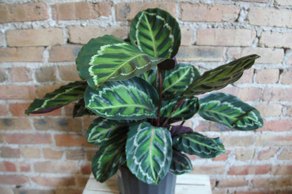 Calathea Medallion