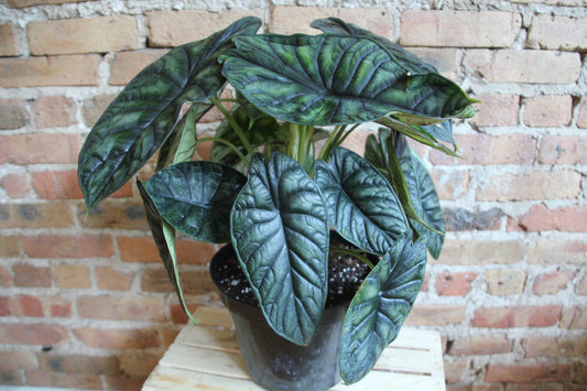 Alocasia Dragon Scale