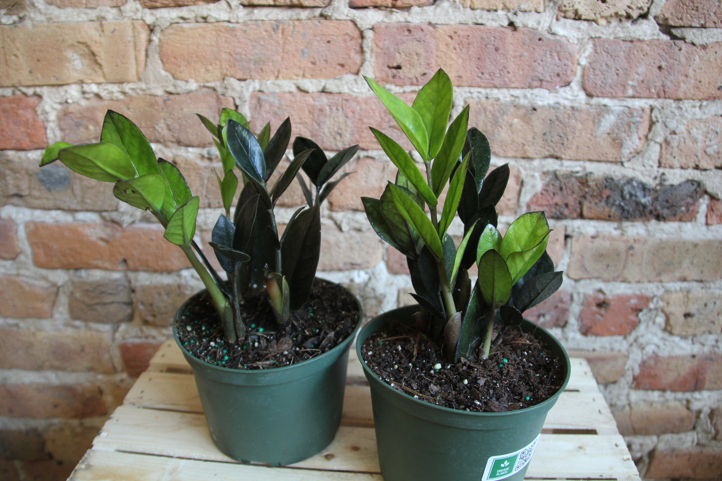 Raven ZZ Plant