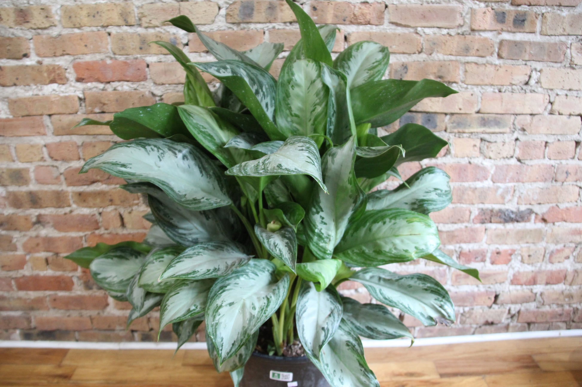 aglaonema commutatum silver king Aglaonema Silver Bay – Chicago Plants
