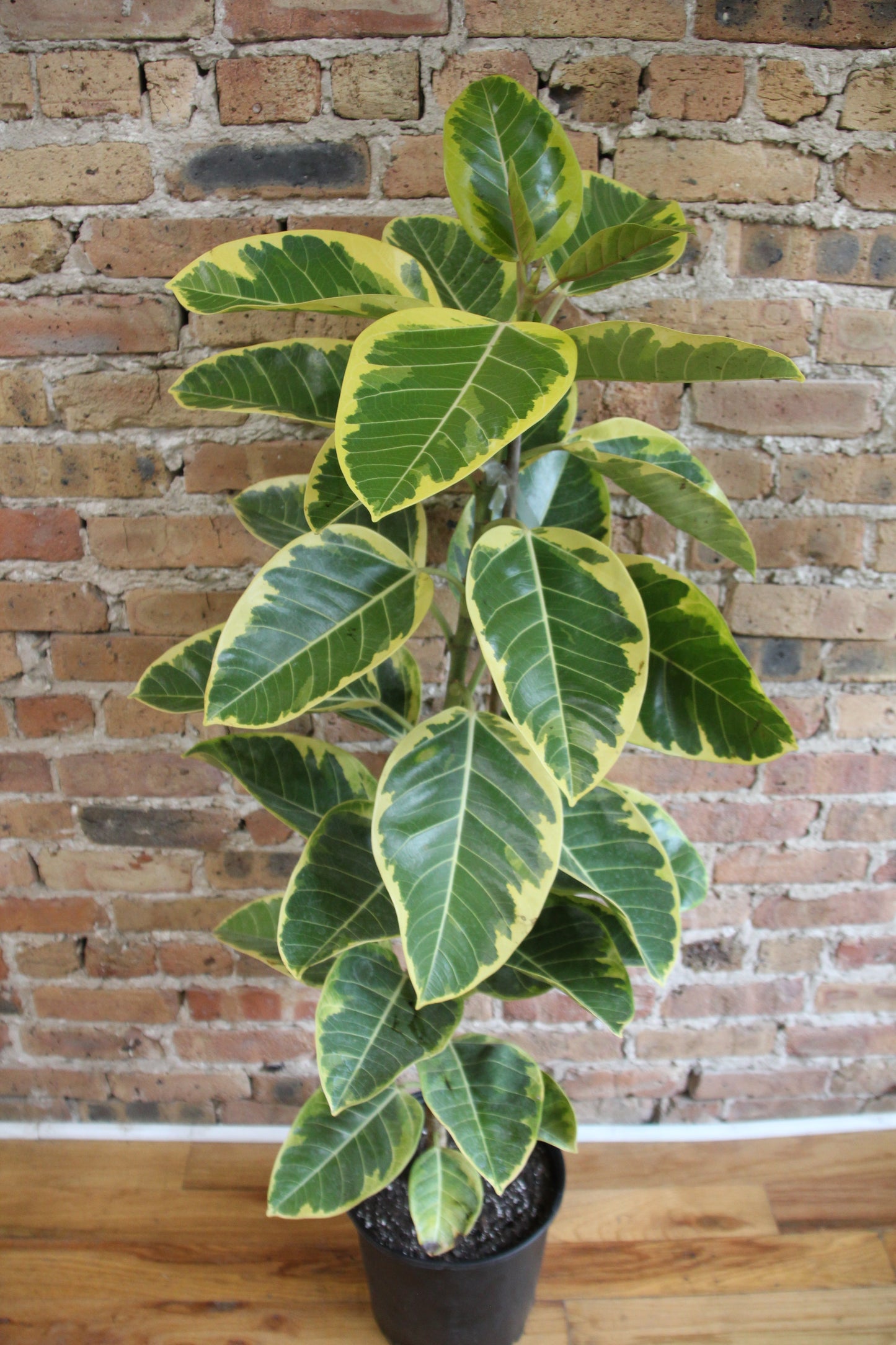 ficus altissima indoor plant Ficus Altissima – Chicago Plants