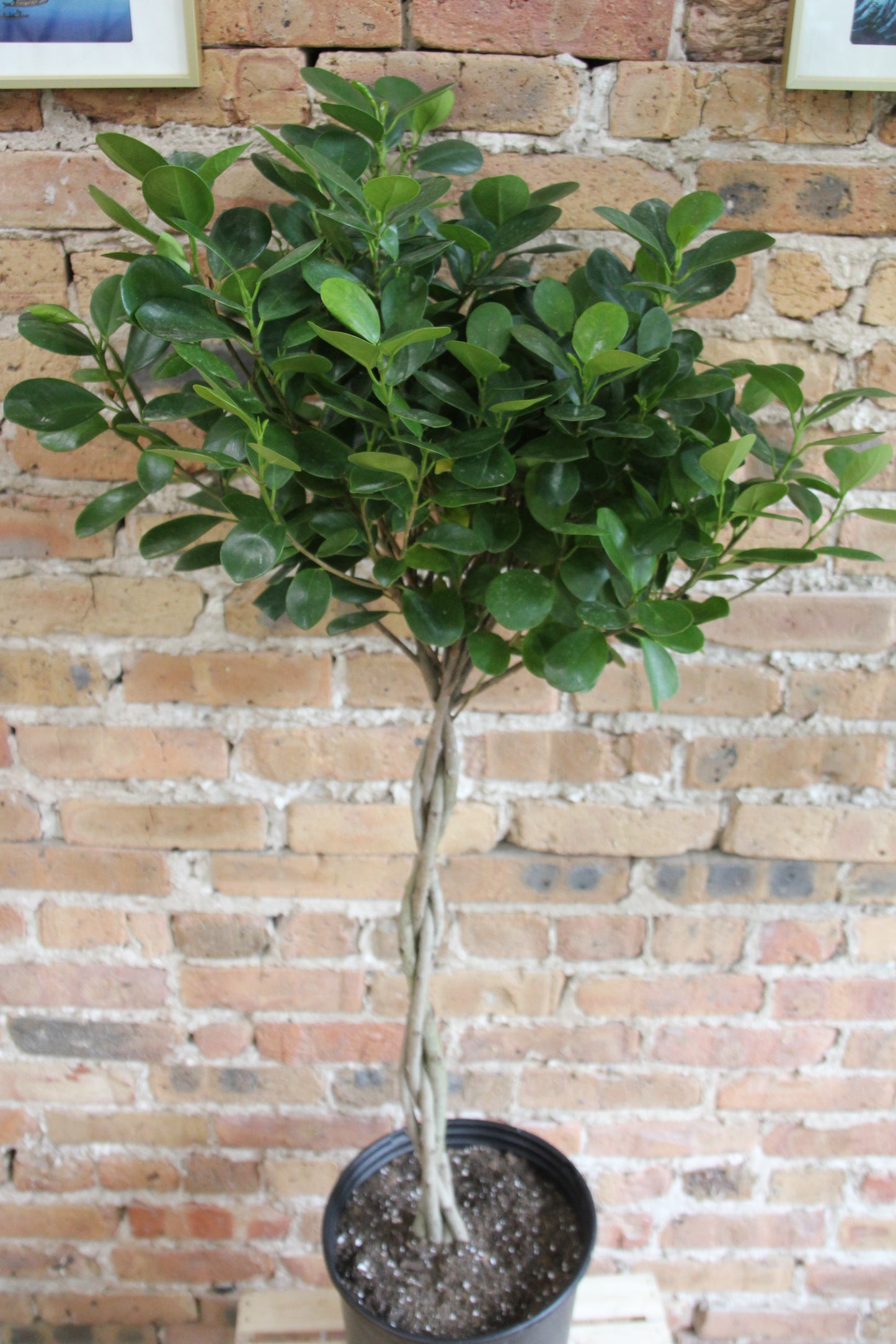 Ficus Moclame 'Danielle'