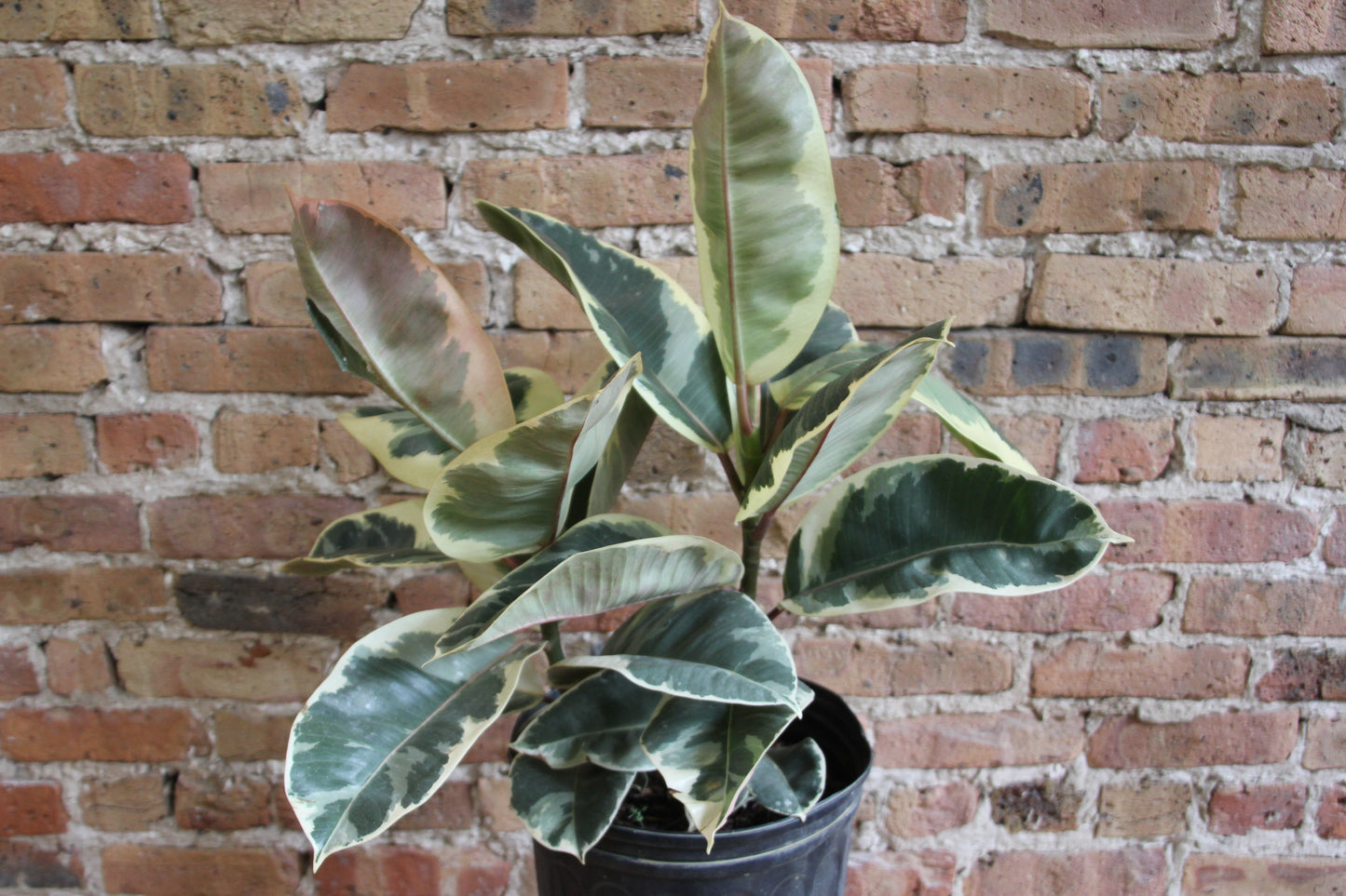 Ficus Tineke