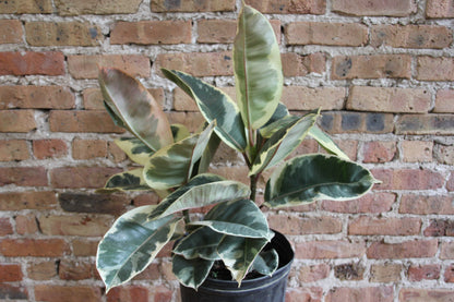 Ficus Tineke