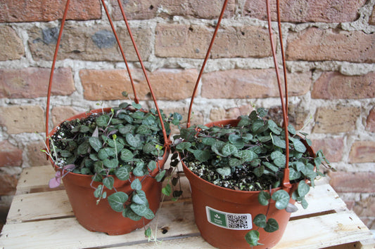 Ceropegia Woodii 'String of Hearts'