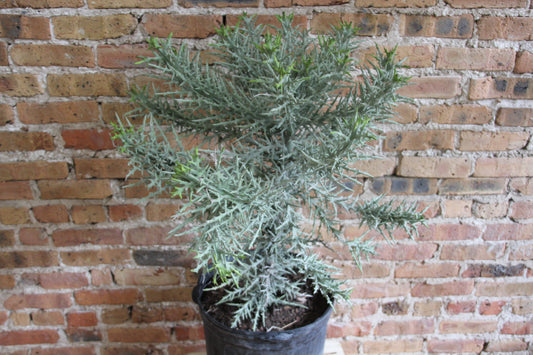 Euphorbia Stenoclada 'Silver Thicket'