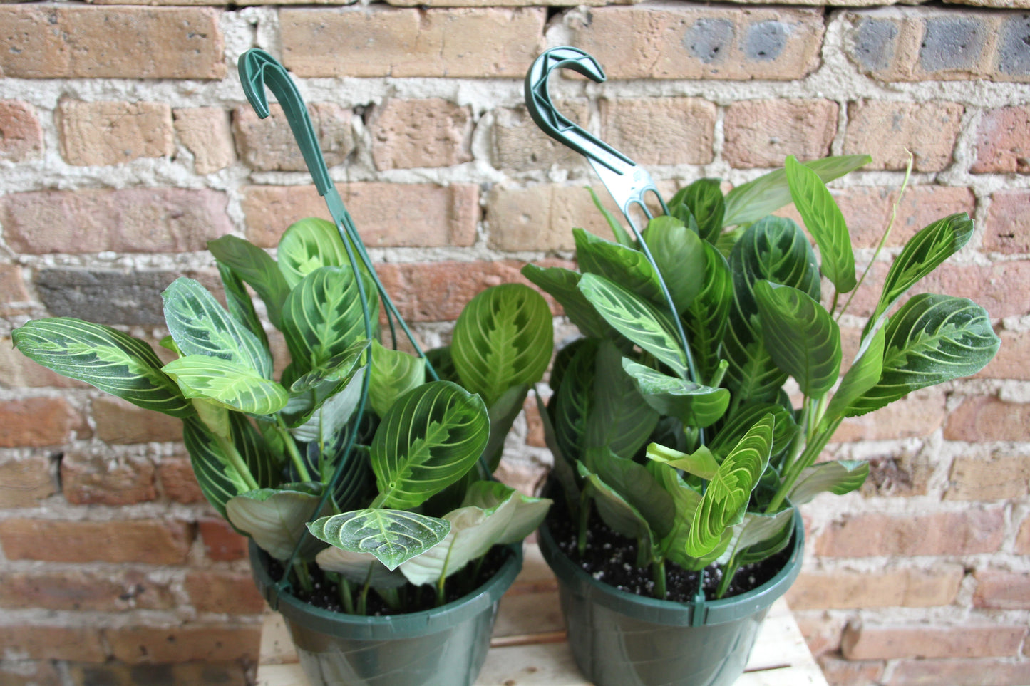 Maranta 'Prayer Plant' Lemon Lime