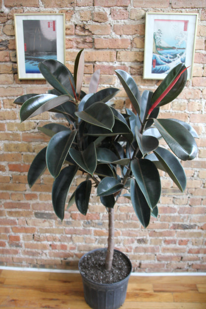 rubber tree black prince Ficus Elastica Burgundy 'Rubber Tree'