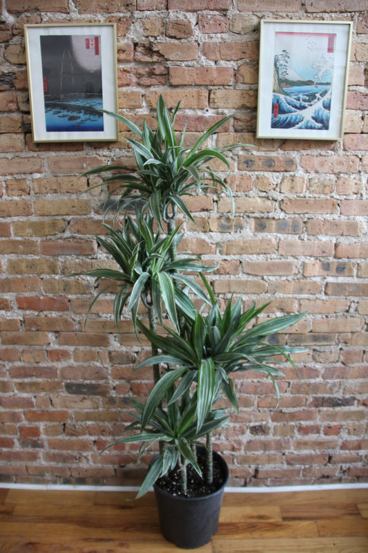 Dracaena Warneckii