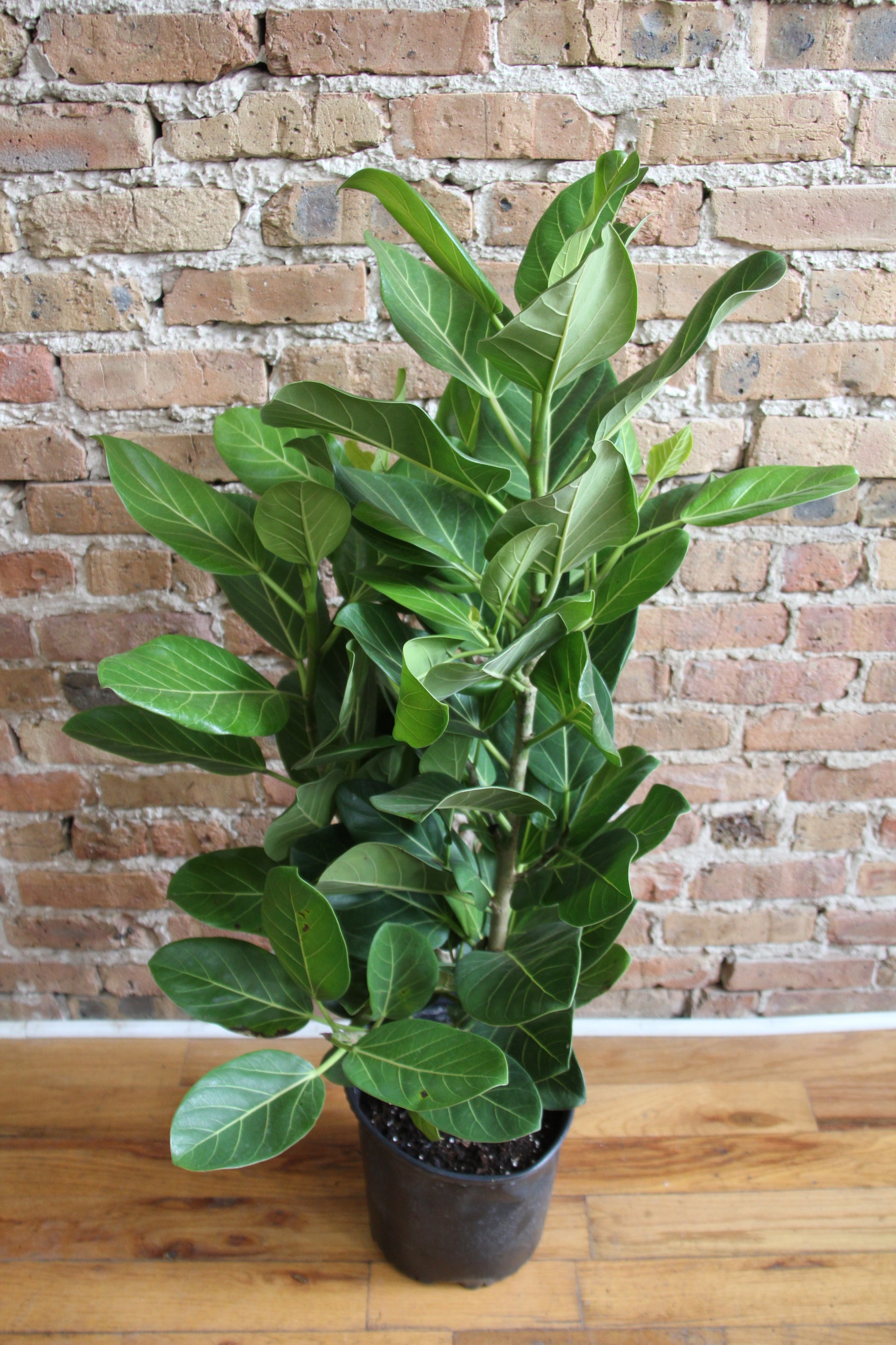 ficus audrey indoor Ficus Audrey – Chicago Plants