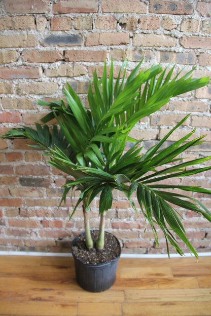 Adonidia Palm