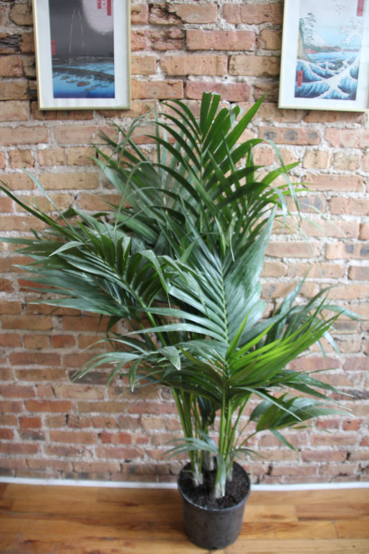 Kentia Palm