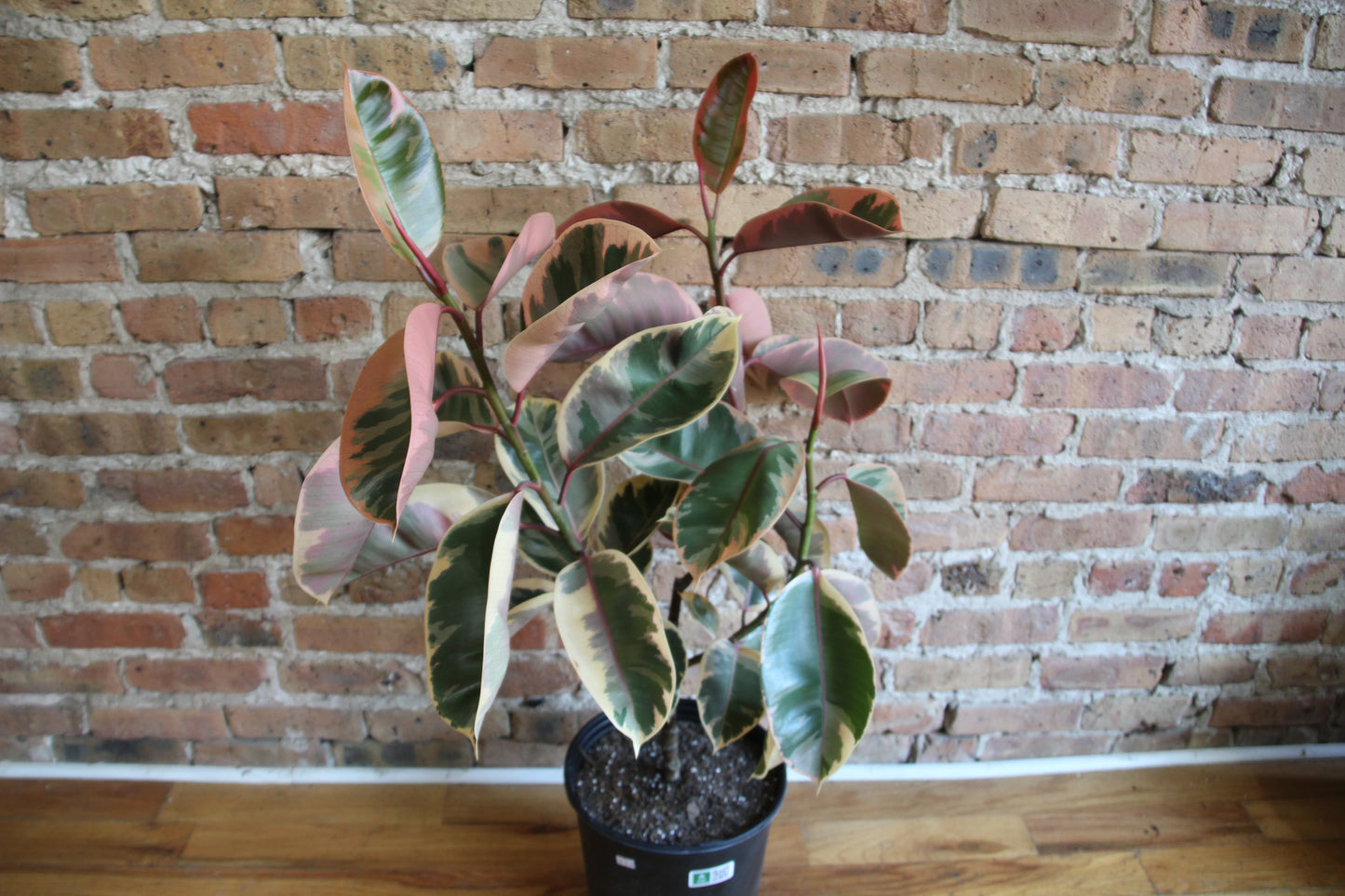 Ficus Elastica Ruby