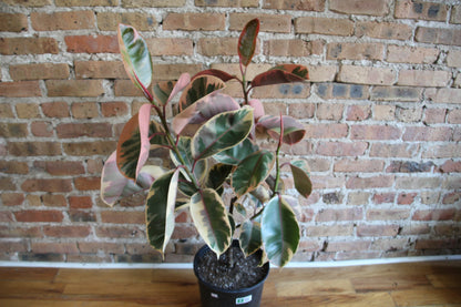 Ficus Elastica Ruby