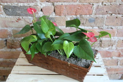Plant Basket