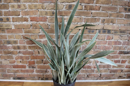Sansevieria Sayuri