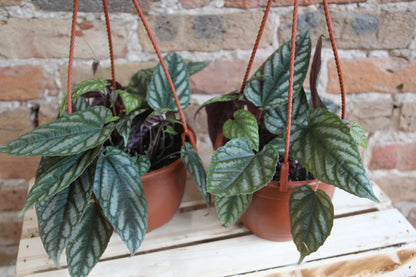 Cissus Discolor