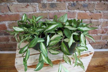 Hoya Carnosa Variegata