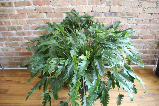 Philodendron Xanadu