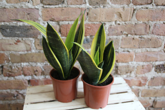 Sansevieria Rubia