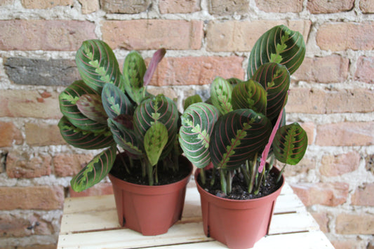 Maranta 'Prayer Plant' Red