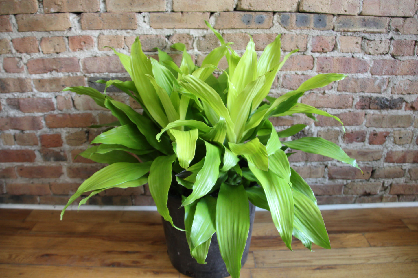 Dracaena Limelight