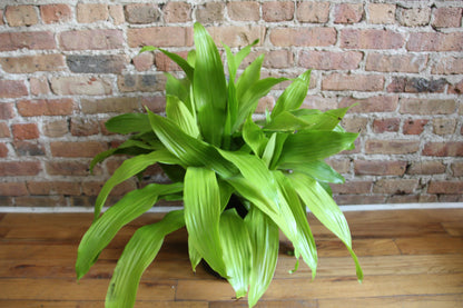 Dracaena Limelight