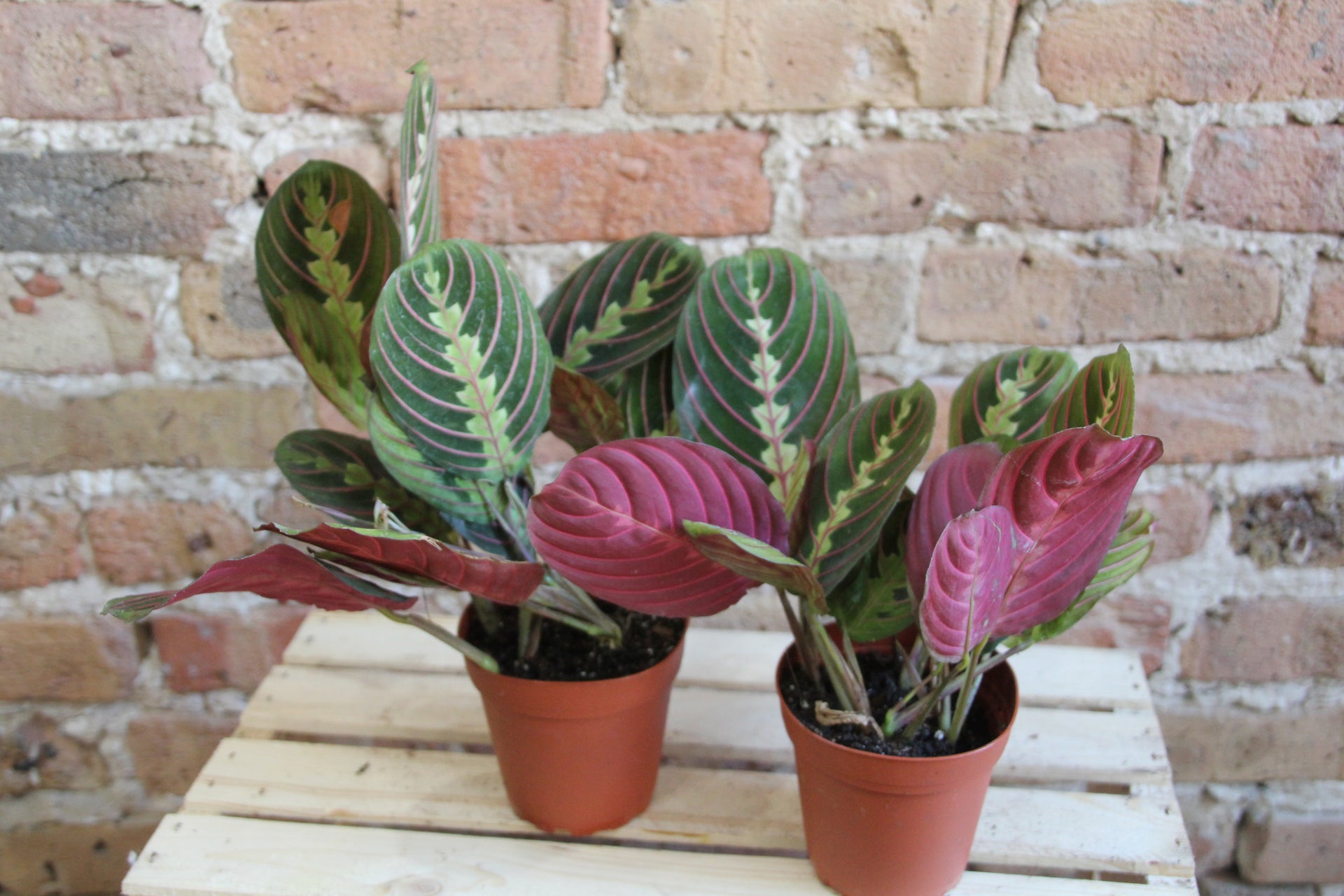 Maranta 'Prayer Plant' Red – Chicago Plants