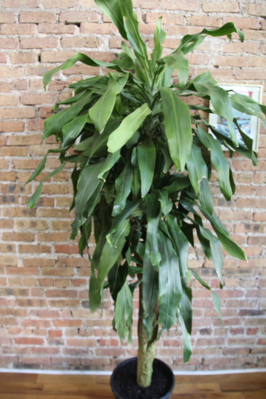 Dracaena Fragrans