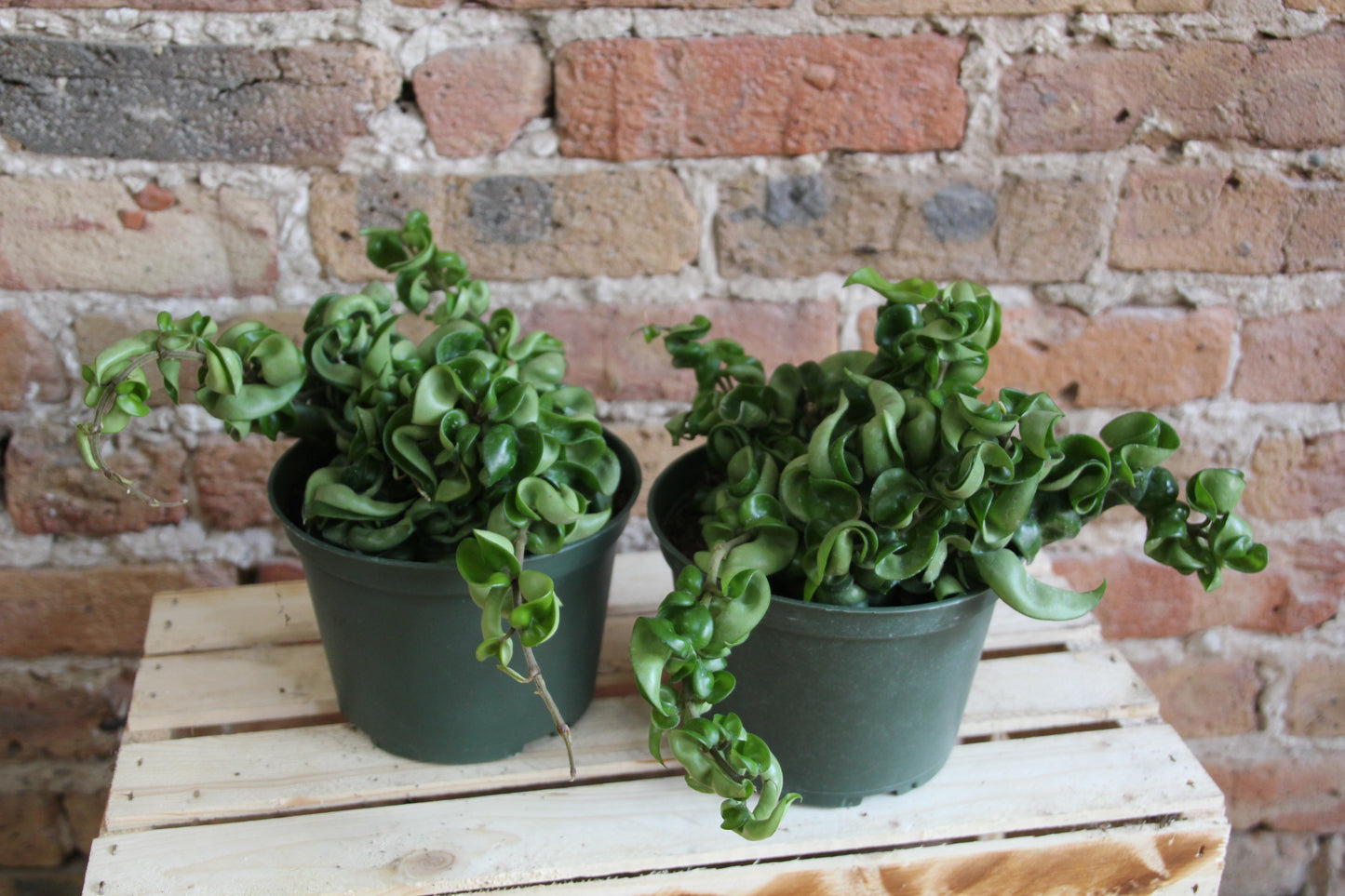 Hoya Hindu Rope