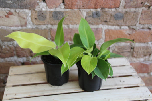 Philodendron Moonlight