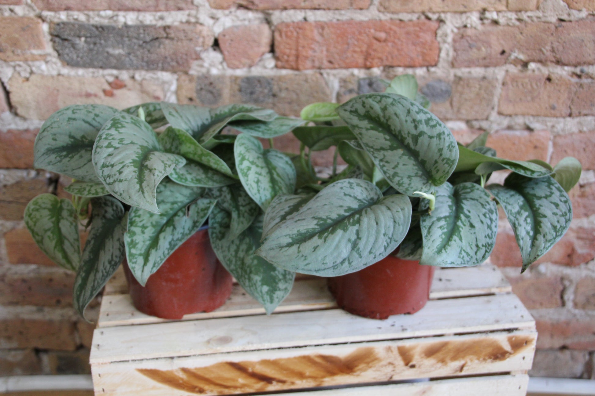 satin pothos silver Pothos Silver Satin – Chicago Plants